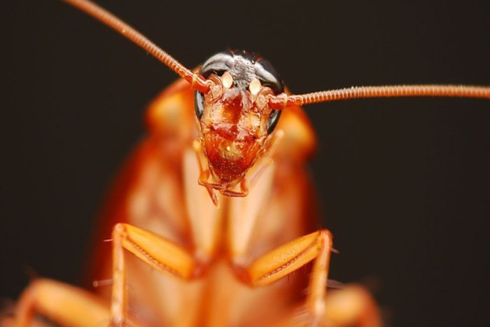 Cockroach Phobia