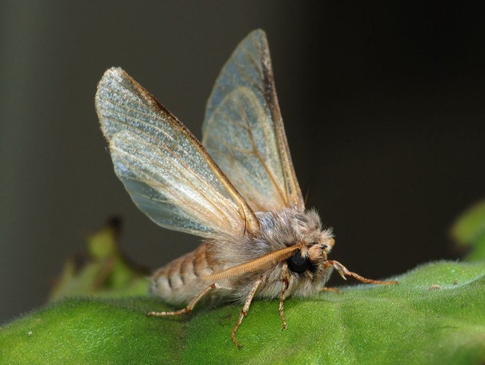 Fear Of Moths(Mottephobia): Causes, Symptoms, Treatments