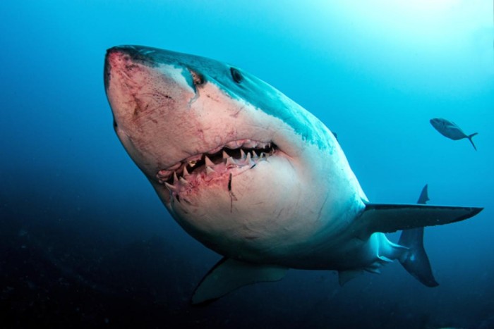 Fear Of Sharks